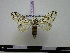  (Cerura gonema - BC-PTh0035)  @13 [ ] Copyright (2010) Unspecified Research Collection of Paul Thiaucourt
