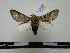  ( - BC-PTh0036)  @14 [ ] Copyright (2010) Unspecified Research Collection of Paul Thiaucourt