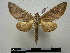  (Hapigia rependans - BC-PTh0123)  @13 [ ] Copyright (2010) Unspecified Research Collection of Paul Thiaucourt