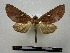  (Hapigia rufescens - BC-PTh0124)  @14 [ ] Copyright (2010) Unspecified Research Collection of Paul Thiaucourt