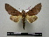  ( - BC-PTh0125)  @14 [ ] Copyright (2010) Unspecified Research Collection of Paul Thiaucourt