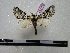  (Tecmessa annulipes - BC-PTh0159)  @13 [ ] Copyright (2010) Unspecified Research Collection of Paul Thiaucourt