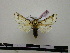  (Cerura splendens - BC-PTh0216)  @14 [ ] Copyright (2010) Unspecified Research Collection of Paul Thiaucourt