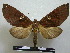  (Hapigia raatzi - BC-PTh0228)  @14 [ ] Copyright (2010) Unspecified Research Collection of Paul Thiaucourt