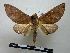  ( - BC-PTh0240)  @14 [ ] Copyright (2010) Unspecified Research Collection of Paul Thiaucourt