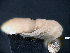  (Macrodinychus derbyensis - cvb757macro004)  @11 [ ] No Rights Reserved (2017) Christoph von Beeren TU Darmstadt