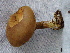  ( - TRTC157266)  @11 [ ] CreativeCommons - Attribution Non-Commercial Share-Alike (2010) Unspecified Royal Ontario Museum
