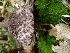  (Strobilomyces floccopus - TRTC157256)  @11 [ ] CreativeCommons - Attribution Non-Commercial Share-Alike (2010) Unspecified Royal Ontario Museum