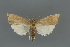  ( - MFNLEP-PYRALPHIL07-C08)  @11 [ ] copyright (2021) Théo Léger Museum für Naturkunde