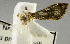  ( - USNM ENT 00733428)  @11 [ ] CreativeCommons - Attribution Share-Alike (2018) Unspecified Smithsonian Institution