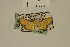  (Cotachena fuscimarginalis - USNM ENT 00933095)  @14 [ ] Unspecified (default): All Rights Reserved  Unspecified Unspecified