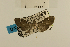  ( - USNM ENT 00933658)  @12 [ ] Unspecified (default): All Rights Reserved  Unspecified Unspecified