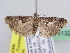  (Acrobasis sp - BC ZSM Lep 51321)  @14 [ ] CreativeCommons - Attribution Non-Commercial Share-Alike (2010) Zoologische Staatssammlung Muenchen SNSB, Zoologische Staatssammlung Muenchen