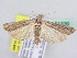  ( - BC ZSM Lep 51339)  @13 [ ] CreativeCommons - Attribution Non-Commercial Share-Alike (2010) Zoologische Staatssammlung Muenchen SNSB, Zoologische Staatssammlung Muenchen