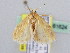  (Cynaeda sp - BC ZSM Lep 61624)  @13 [ ] CreativeCommons - Attribution Non-Commercial Share-Alike (2010) Zoologische Staatssammlung Muenchen SNSB, Zoologische Staatssammlung Muenchen