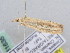  ( - BC ZSM Lep 61635)  @12 [ ] CreativeCommons - Attribution Non-Commercial Share-Alike (2010) Zoologische Staatssammlung Muenchen SNSB, Zoologische Staatssammlung Muenchen