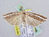  ( - BC ZSM Lep 61638)  @13 [ ] CreativeCommons - Attribution Non-Commercial Share-Alike (2010) Zoologische Staatssammlung Muenchen SNSB, Zoologische Staatssammlung Muenchen