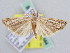  ( - BC ZSM Lep 61644)  @13 [ ] CreativeCommons - Attribution Non-Commercial Share-Alike (2010) Zoologische Staatssammlung Muenchen SNSB, Zoologische Staatssammlung Muenchen