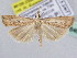  ( - BC ZSM Lep 61646)  @13 [ ] CreativeCommons - Attribution Non-Commercial Share-Alike (2010) Zoologische Staatssammlung Muenchen SNSB, Zoologische Staatssammlung Muenchen