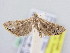  (Euchromius rayatella - BC ZSM Lep 61656)  @13 [ ] CreativeCommons - Attribution Non-Commercial Share-Alike (2010) Zoologische Staatssammlung Muenchen SNSB, Zoologische Staatssammlung Muenchen