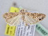  (Euchromius ramburiellus - BC ZSM Lep 61657)  @13 [ ] CreativeCommons - Attribution Non-Commercial Share-Alike (2010) Zoologische Staatssammlung Muenchen SNSB, Zoologische Staatssammlung Muenchen