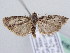  (Acrobasis obtusella - BC ZSM Lep 61672)  @14 [ ] CreativeCommons - Attribution Non-Commercial Share-Alike (2010) Zoologische Staatssammlung Muenchen SNSB, Zoologische Staatssammlung Muenchen