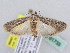  ( - BC ZSM Lep 61733)  @14 [ ] CreativeCommons - Attribution Non-Commercial Share-Alike (2010) Zoologische Staatssammlung Muenchen SNSB, Zoologische Staatssammlung Muenchen