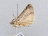  ( - BC ZSM Lep 61750)  @12 [ ] CreativeCommons - Attribution Non-Commercial Share-Alike (2010) Zoologische Staatssammlung Muenchen SNSB, Zoologische Staatssammlung Muenchen