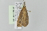  ( - BC MTD Lep 01349)  @13 [ ] Copyright (2011) M. Nuss, Senckenberg Museum of Zoology, Dresden Senckenberg Museum of Zoology, Dresden