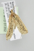  ( - BC MTD Lep 01352)  @12 [ ] Copyright (2011) M. Nuss, Senckenberg Museum of Zoology, Dresden Senckenberg Museum of Zoology, Dresden