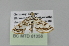  ( - BC MTD Lep 01358)  @11 [ ] Copyright (2011) M. Nuss, Senckenberg Museum of Zoology, Dresden Senckenberg Museum of Zoology, Dresden