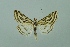  (Loxostege aeruginalis - BC MTD 00100)  @14 [ ] Unspecified (default): All Rights Reserved  Unspecified Unspecified