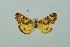  (Loxostege eversmanni - BC MTD 00107)  @13 [ ] Unspecified (default): All Rights Reserved  Unspecified Unspecified