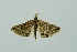  (Loxostege mucosalis - BC MTD 00113)  @13 [ ] Unspecified (default): All Rights Reserved  Unspecified Unspecified