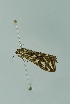  (Loxostege comptalis - BC MTD 00122)  @13 [ ] Unspecified (default): All Rights Reserved  Unspecified Unspecified