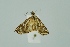  (Loxostege sp - BC MTD 00196)  @14 [ ] Unspecified (default): All Rights Reserved  Unspecified Unspecified