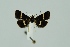  (Pyrausta rectefascialis - BC MTD 00214)  @14 [ ] Unspecified (default): All Rights Reserved  Unspecified Unspecified