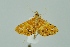  (Daulia aurantialis - BC MTD 00273)  @14 [ ] Unspecified (default): All Rights Reserved  Unspecified Unspecified
