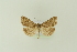  ( - BC MTD Lep 01685)  @12 [ ] CreativeCommons - Attribution Non-Commercial (2011) M. Nuss Senckenberg Museum of Zoology, Dresden