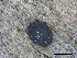  (Jeremyomyces - O-F-258273)  @11 [ ] by-nc-sa (2021) Unspecified Norwegian Institute for Nature Research