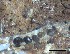  ( - O-F-258267)  @11 [ ] by-nc-sa (2021) Unspecified Norwegian Institute for Nature Research