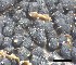  ( - O-F-258298)  @11 [ ] by-nc-sa (2021) Unspecified Norwegian Institute for Nature Research