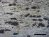  ( - O-F-258281)  @11 [ ] by-nc-sa (2021) Unspecified Norwegian Institute for Nature Research