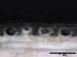  ( - O-F247784)  @11 [ ] CreativeCommons - Attribution Non-Commercial Share-Alike (2013) Teppo Rama Norwegian Institute for Nature Research (NINA)