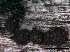  ( - O-F247788)  @11 [ ] CreativeCommons - Attribution Non-Commercial Share-Alike (2013) Teppo Rama Norwegian Institute for Nature Research (NINA)