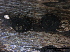  (Lopadostoma gastrinum - O-F247796)  @11 [ ] CreativeCommons - Attribution Non-Commercial Share-Alike (2013) Teppo Rama Norwegian Institute for Nature Research (NINA)