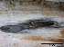  ( - O-F247803)  @11 [ ] CreativeCommons - Attribution Non-Commercial Share-Alike (2013) Teppo Rama Norwegian Institute for Nature Research (NINA)