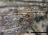  ( - O-F247820)  @11 [ ] CreativeCommons - Attribution Non-Commercial Share-Alike (2013) Teppo Rama Norwegian Institute for Nature Research (NINA)