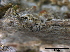  ( - O-F247827)  @11 [ ] CreativeCommons - Attribution Non-Commercial Share-Alike (2013) Teppo Rama Norwegian Institute for Nature Research (NINA)