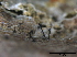  ( - O-F247827)  @11 [ ] CreativeCommons - Attribution Non-Commercial Share-Alike (2013) Teppo Rama Norwegian Institute for Nature Research (NINA)